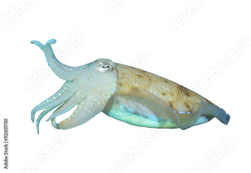 Cuttlefish (Sepia) isolated white background © Richard Carey
