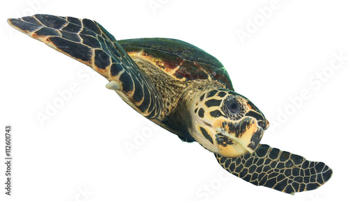 Sea Turtle cut out isolated white background (Hawksbill)