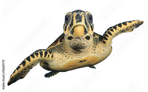 Sea Turtle cut out isolated white background (Hawksbill)