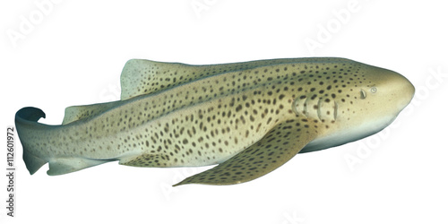 Leopard Shark cut out isolated white background