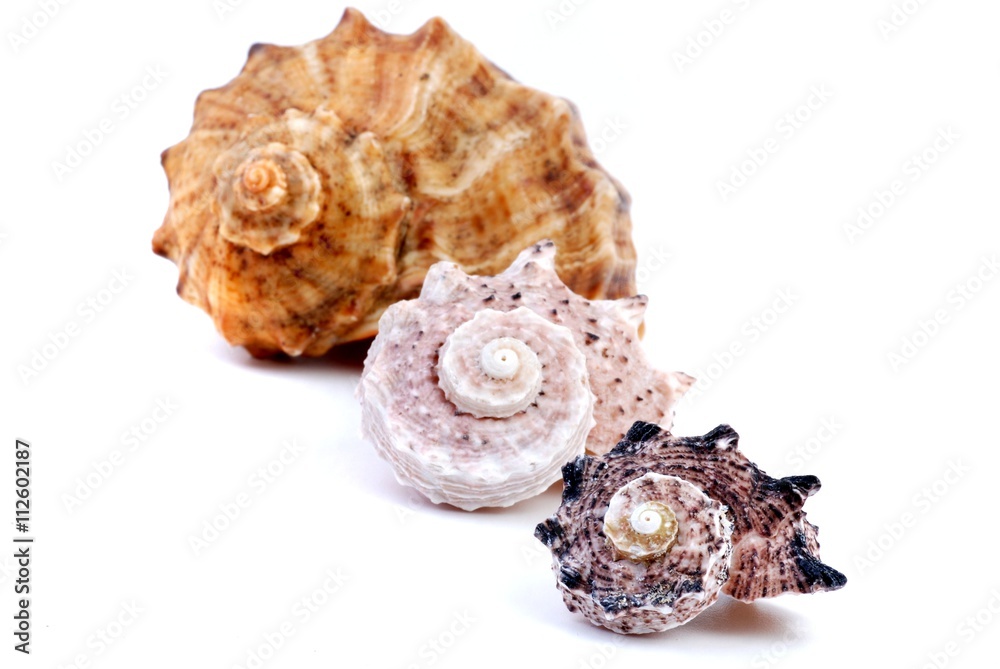 Shells. Shells isolated on white background. Sea shells. Shells. Shells isolated on white background. Sea shells.