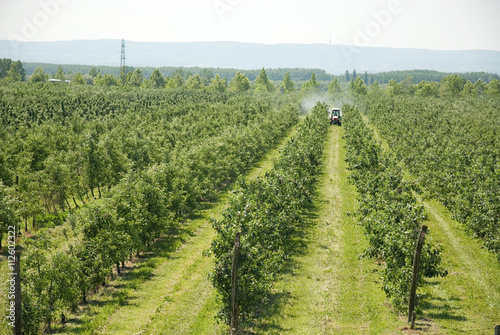spraying apple orchard in spring