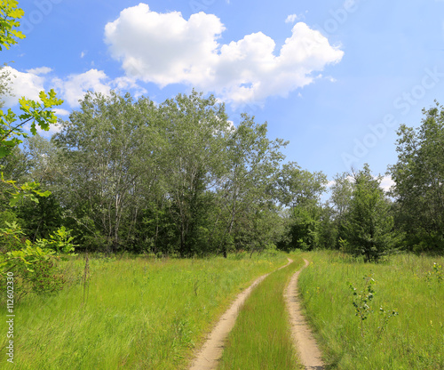 Rut road in forest