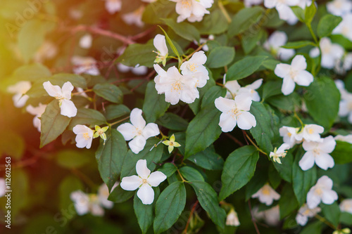 White jasmine flowers on a tree in the park