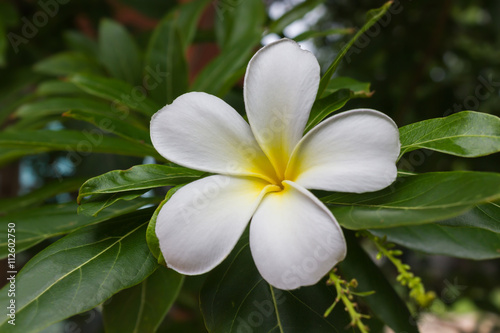 Blossom white and yellow flower plumeria or frangipani put on green leaf in home garden 