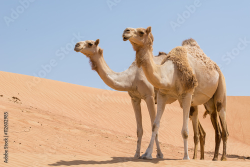 Two camels in the Arabian desert with blue sky