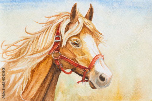 Fototapeta akwarela głowa ilustracja koń