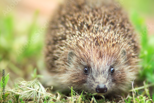 portrait of a cute spiny hedgehog