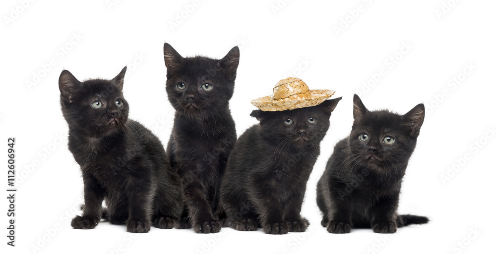 Group of a black kitten isolated on white Group of a black kitten isolated on white