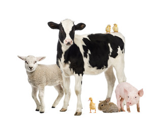 Group of farm animals isolated on white