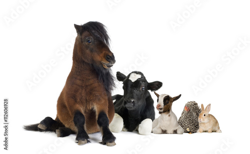 Group of farm animals isolated on white