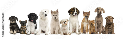 Fototapeta Naklejka Na Ścianę i Meble -  Group of puppies in a row, isolated on white