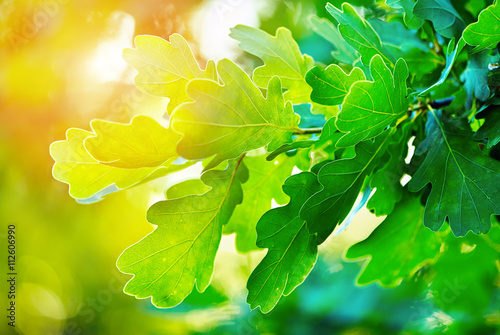 green oak leaves