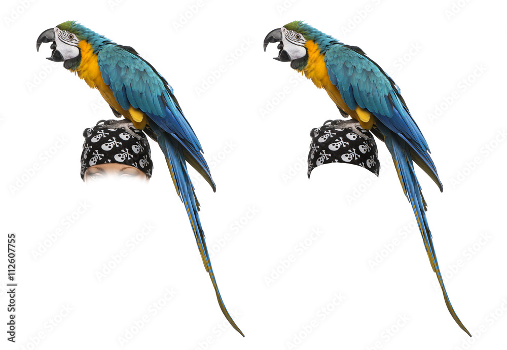 Fototapeta premium Blue-and-gold Macaw isolated on white