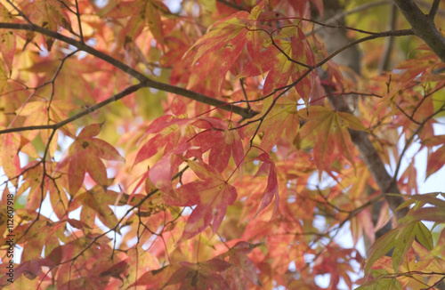 紅葉 photo
