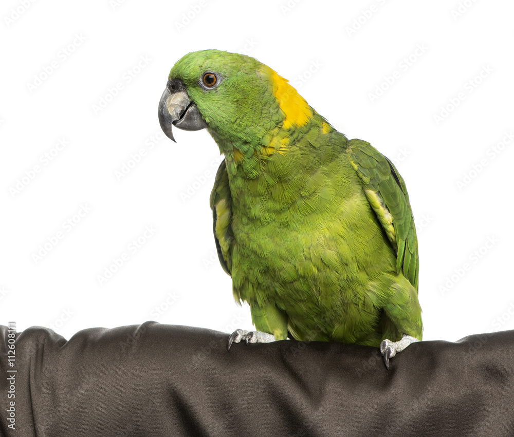 Yellow-crowned Amazon isolated on white