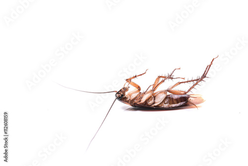 Cockroach on white  background © pureip