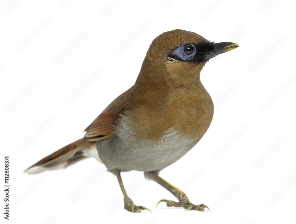 Obraz premium Grey Sided Laughingthrush isolated on white