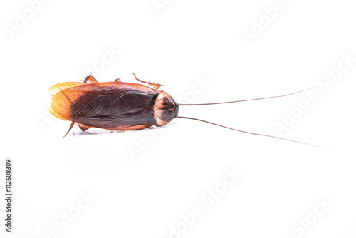 Cockroach on white  background