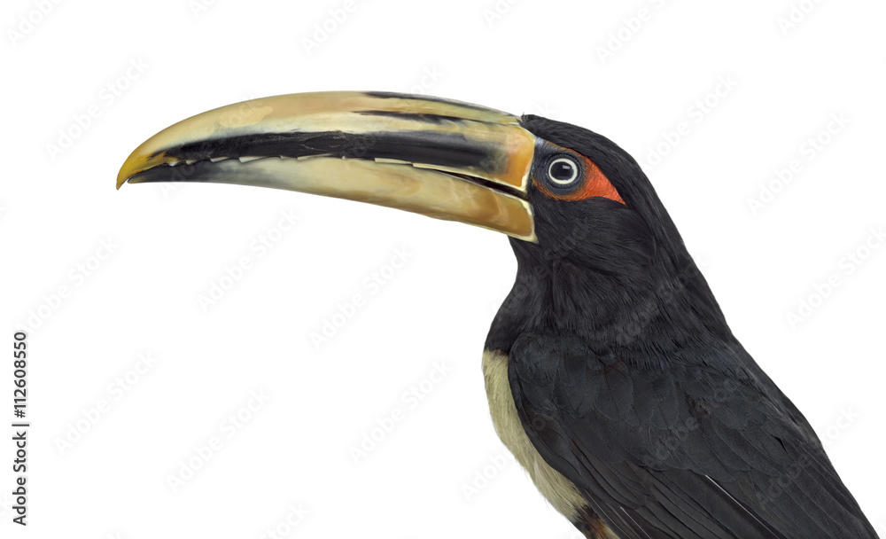 Obraz premium Pale Mandibled Aracari isolated on white