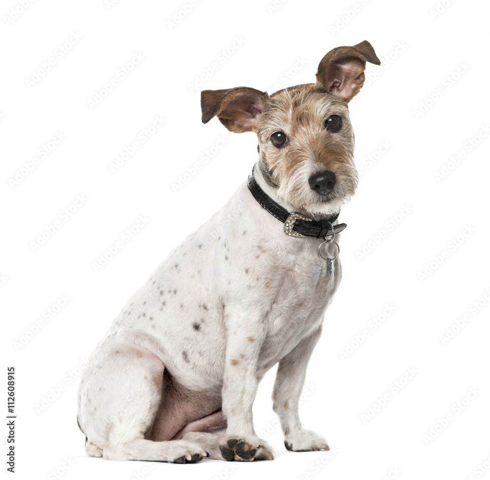 Crossbreed dog isolated on white