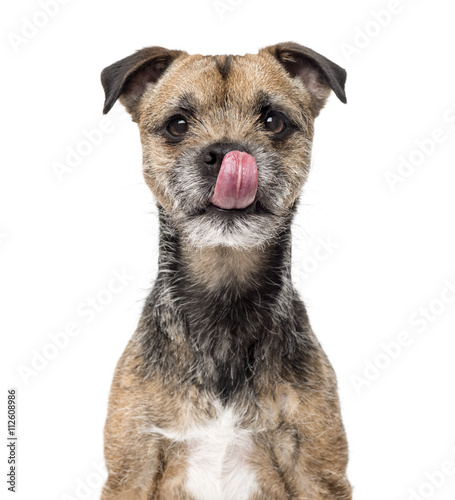Obraz na plátně Border Terrier isolated on white