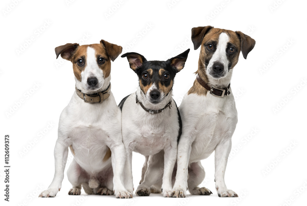 Jack Russell Terrier isolated on white