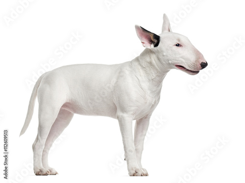 Fototapeta Naklejka Na Ścianę i Meble -  Bull Terrier isolated on white