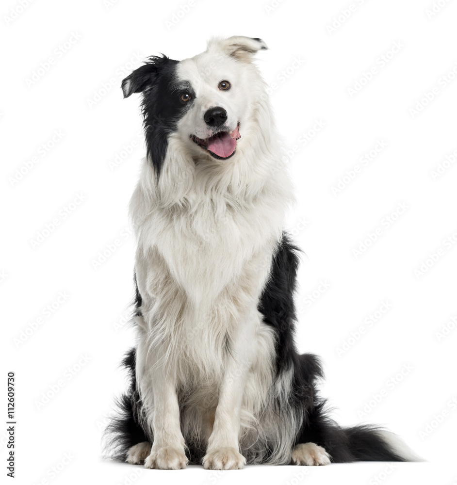 Australian Shepherd puppy isolated on white