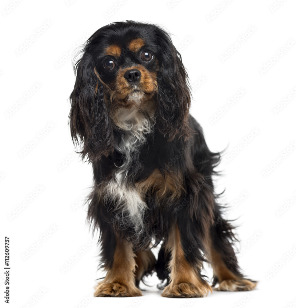 Cavalier King Charles Spaniel isolated on white Cavalier King Charles Spaniel isolated on white