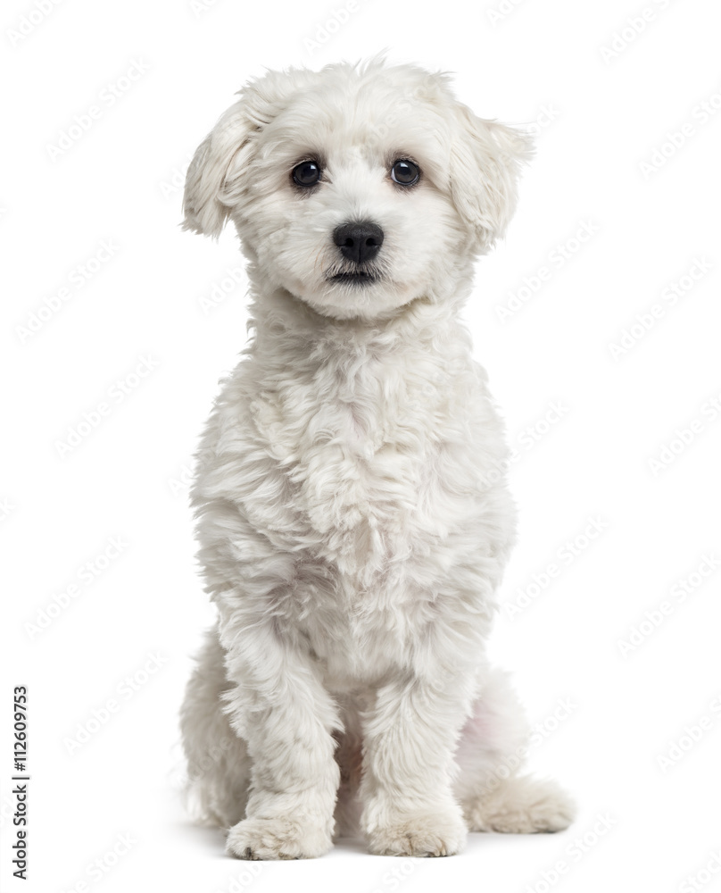 Maltese isolated on white Maltese isolated on white