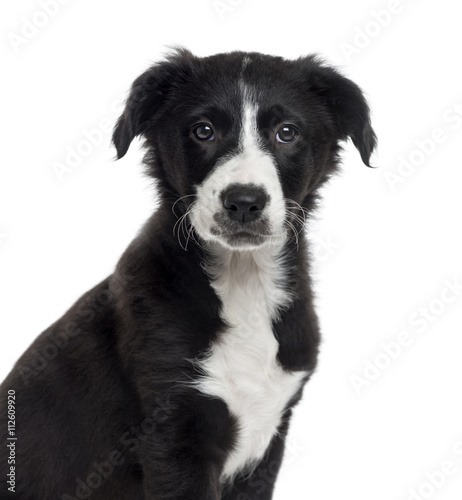 Border Collie puppy isolated on white © Eric Isselée
