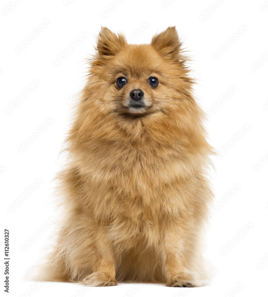 Obraz premium German Spitz isolated on white