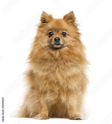 German Spitz isolated on white