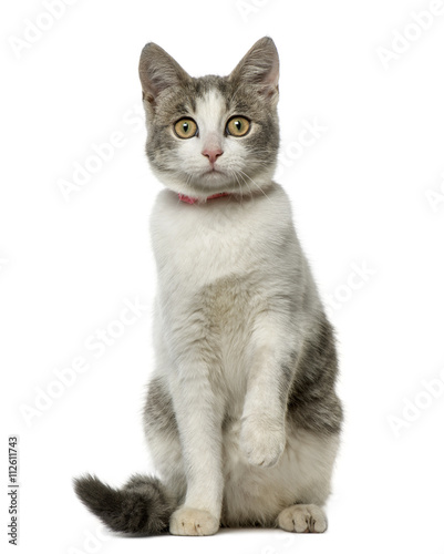 Fototapeta Naklejka Na Ścianę i Meble -  European Shorthair sitting and looking at the camera