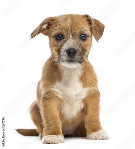 Fototapeta Naklejka Na Ścianę i Meble -  Mixed-breed puppy looking at the camera,  sitting