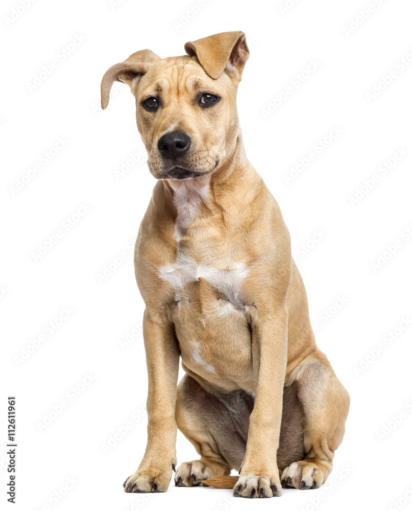 American Staffordshire Terrier puppy isolated on white