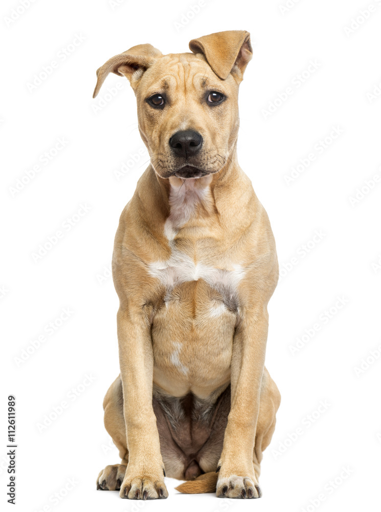 American Staffordshire Terrier puppy isolated on white American Staffordshire Terrier puppy isolated on white