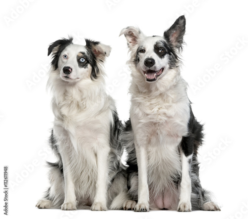 Couple of a Border Collie  isolated on white