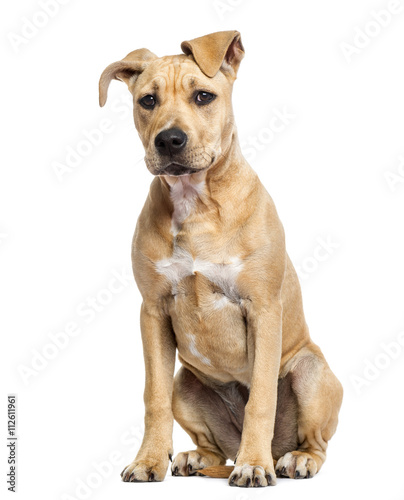 American Staffordshire Terrier puppy isolated on white