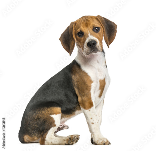 Beagle isolated on white