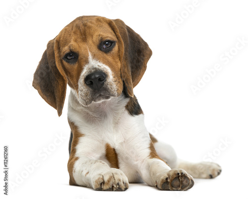 Beagle isolated on white