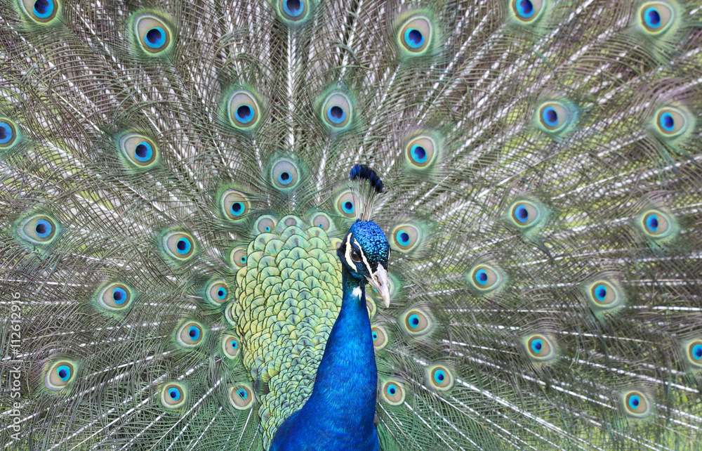 Obraz premium Samiec pawia wachluje pióra