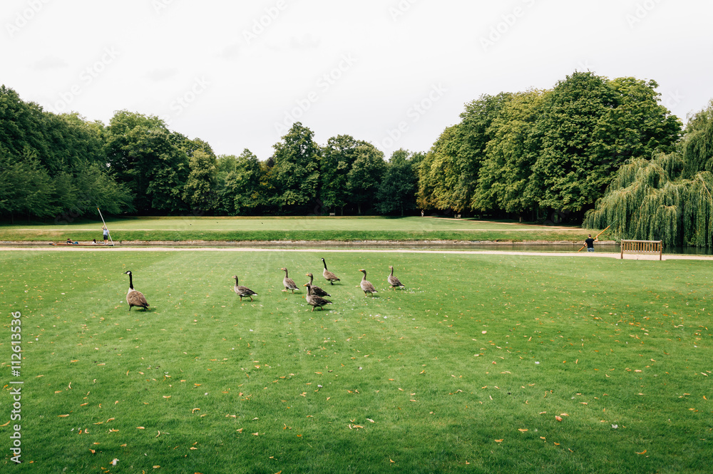 Punting on the river Cam in Cambridge. Some ducks in grass in foreground and people punting in the river on background. Punting on the river Cam in Cambridge. Some ducks in grass in foreground and people punting in the river on background.