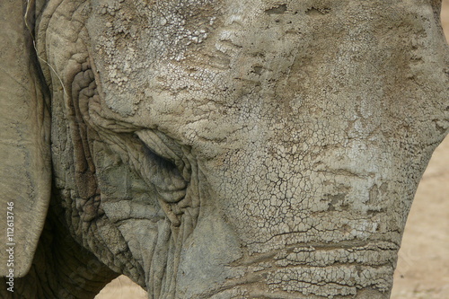 Tête d’éléphant