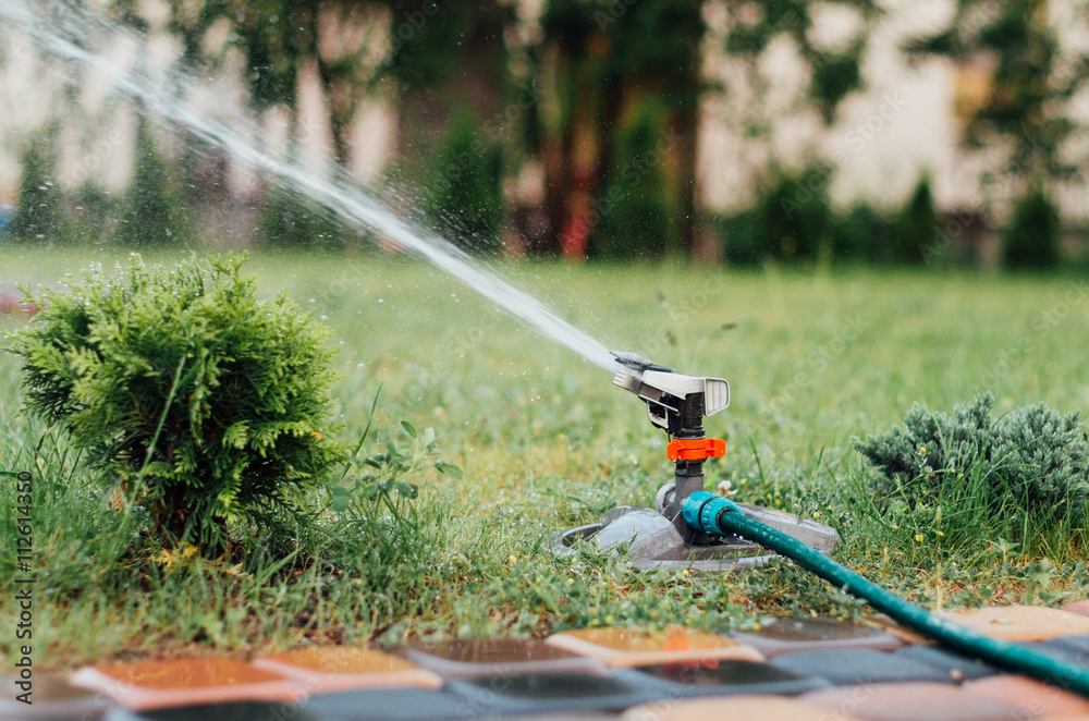 Fototapeta premium Podlewanie trawnika w ogrodzie
