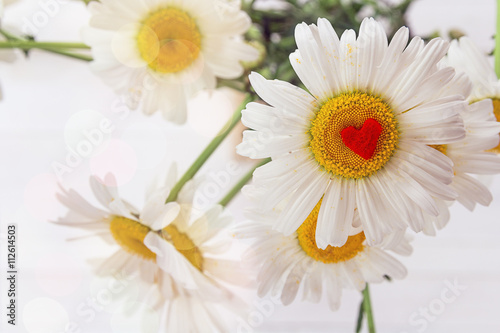 Daisy flower closeup with red heart inside.