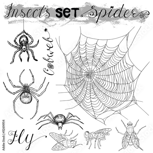 Hand drawn insects set with spiders, cobweb and fly