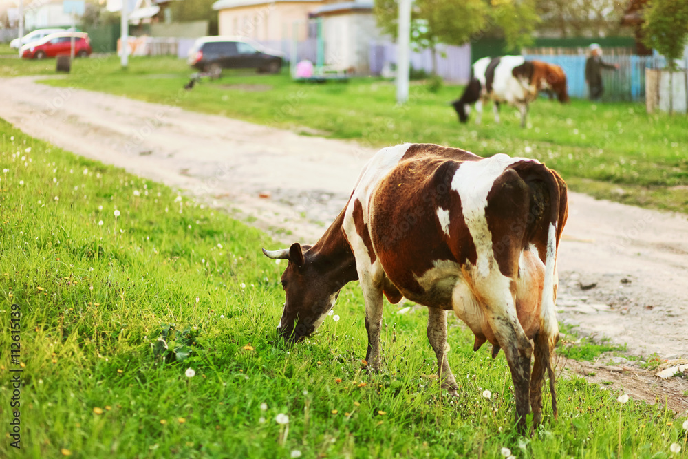 The cow eats grass. The cow eats grass.