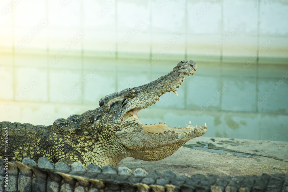 Obraz premium Wide openned crocodile mouth in the farm.